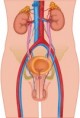 Informações úteis sobre Urodinâmica
